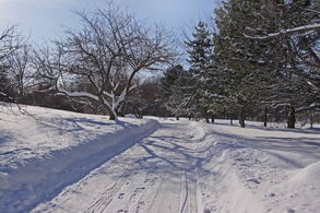 Driveway past Fruit Orchard - Country homes for sale and luxury real estate including horse farms and property in the Caledon and King City areas near Toronto